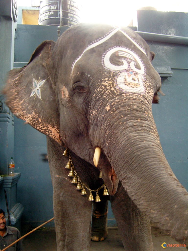 Eléphant dInde